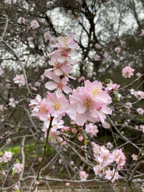 Gran Canaria: excursion to the Barranco de los Cernícalos - An Authentic Dive into Gran Canaria’s Natural World