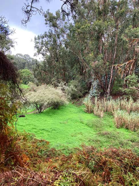 Gran Canaria: excursion to the Laurisilva Forest - Key Points