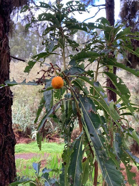 Gran Canaria: excursion to the Laurisilva Forest - What We Thought: The Highlights and Realities