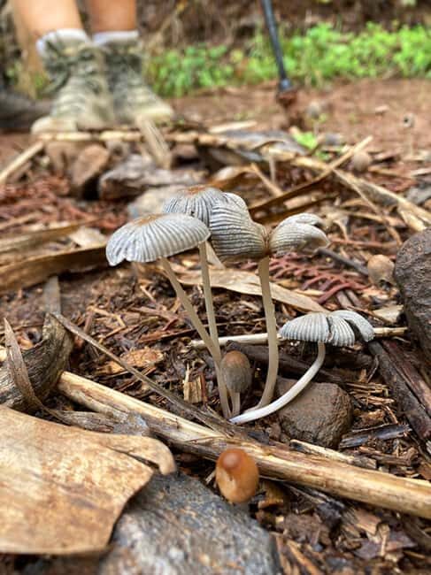 Gran Canaria: excursion to the Laurisilva Forest - FAQ