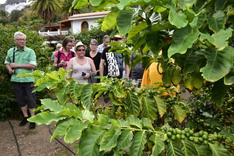 Gran Canaria: Grand Island Tour by Bus with Transfers - Final Thoughts: Is It Worth It?