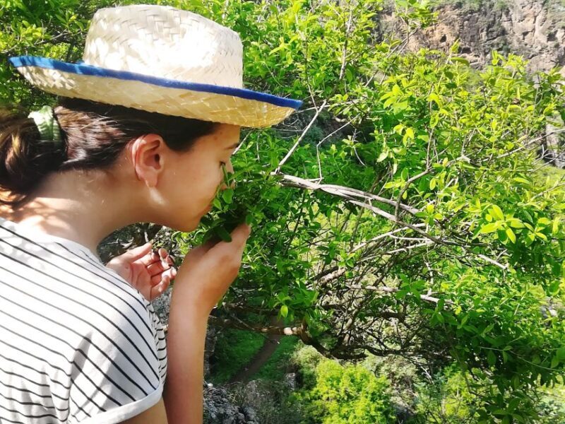 Gran Canaria: Green Witchcraft in the Magic Island - A Deep Dive into the Green Witchcraft Tour