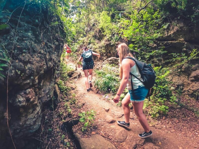 Gran Canaria: Guided Day Tour to Rainforest with Tasting - Key Points