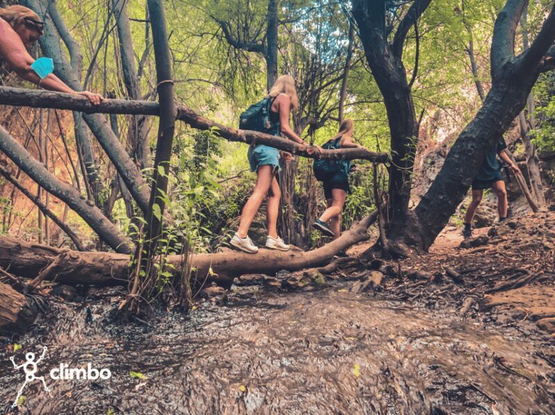 Gran Canaria: Guided Day Tour to Rainforest with Tasting - Discovering Gran Canaria’s Hidden Green Gems