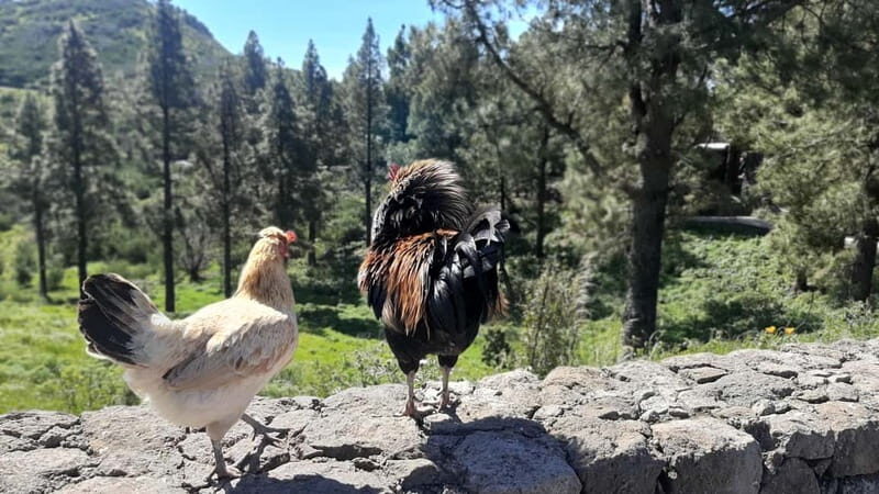 Gran Canaria: Highlights & hidden gems with Sky Rebels - Who would enjoy this tour most?