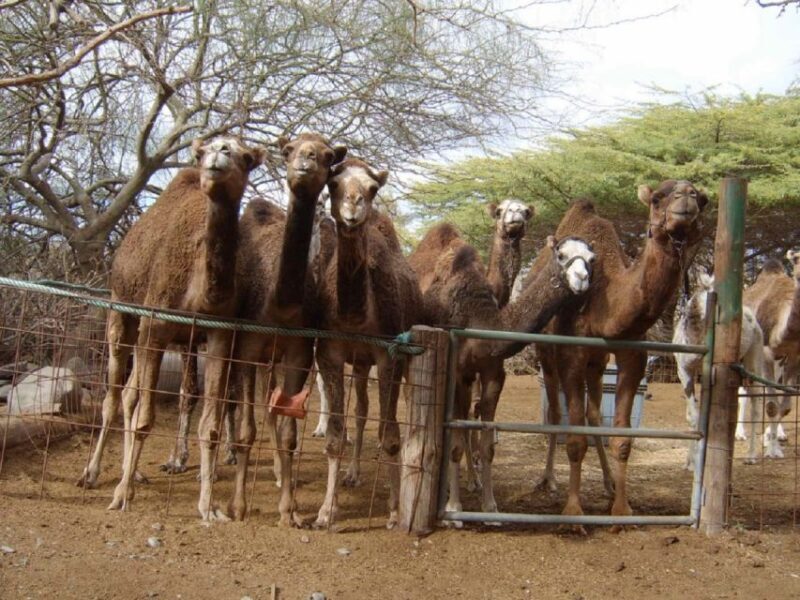 Gran Canaria: Los Pilancones Natural Park e-Scooter Tour - Final Thoughts: Is It Worth It?