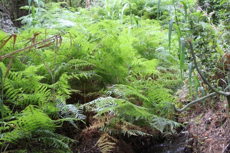 Gran Canaria: "Magic Waterfalls" Hiking Tour - Key Points