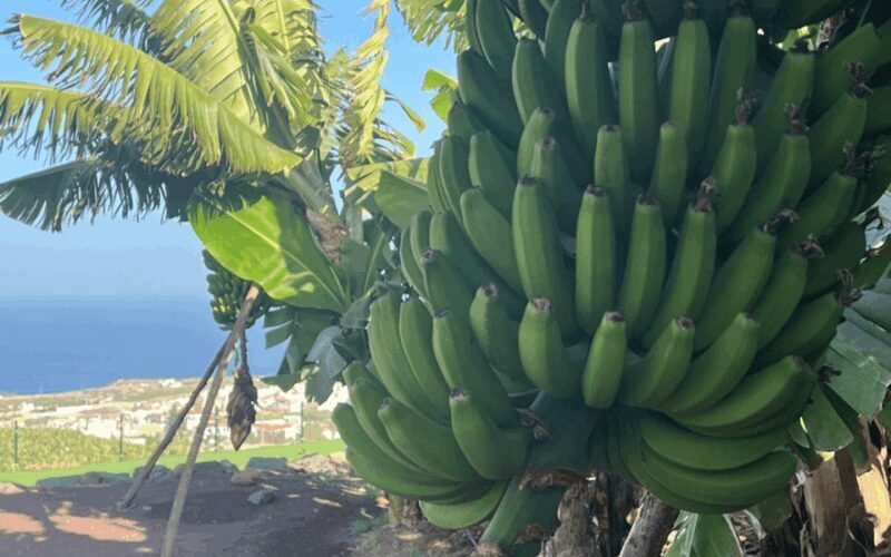 Gran Canaria: Rum, Wines and Banana Tour - Key Points