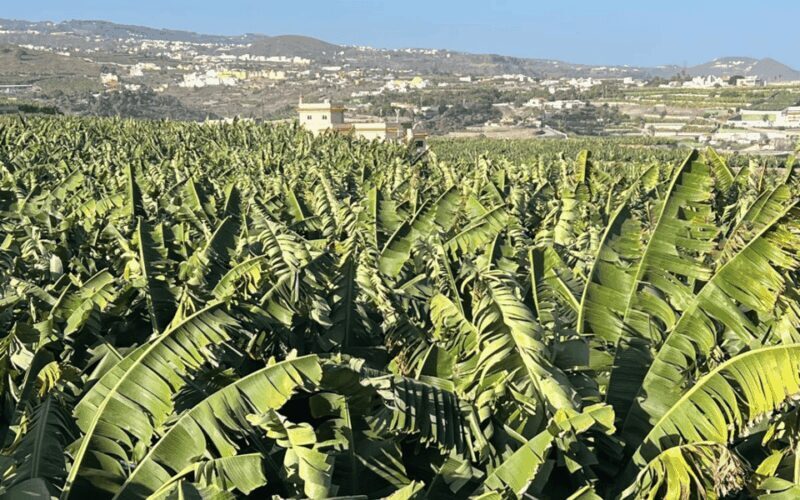 Gran Canaria: Rum, Wines and Banana Tour - An In-Depth Look at the Tour Experience