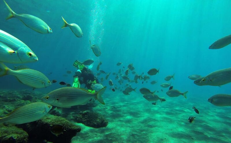Gran Canaria Scuba Diving: 1-Day 2-Dive Package - An In-Depth Look at Gran Canaria’s Underwater Charm