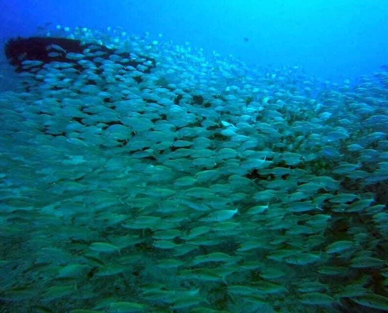 Gran Canaria: Scuba Diving for Beginners - The Sum Up