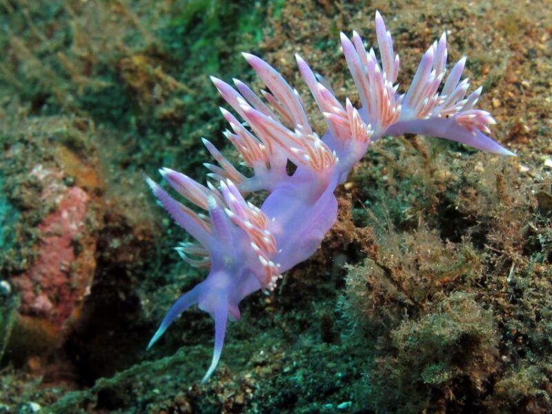 Gran Canaria Scuba Diving for Certified Divers - A Deep Dive Into the Experience