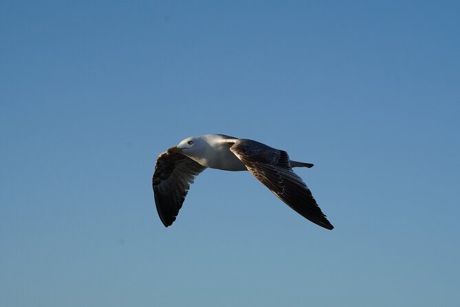 Gran Canaria Sunset Dolphin Watching Activity - Final Thoughts