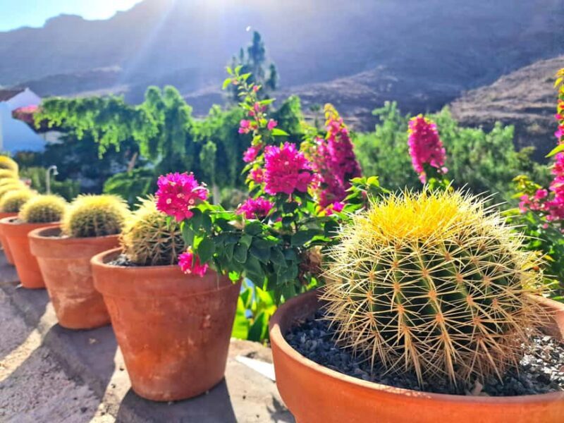 Gran Canaria: Tasting wine & local cheese in Mogan - The Sum Up