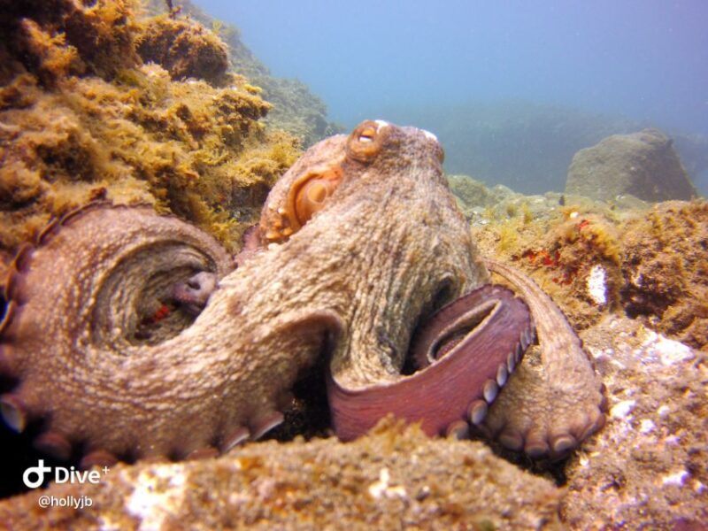 Gran Canaria: Try Scuba Diving for Beginners - Timing, Duration, and Flexibility