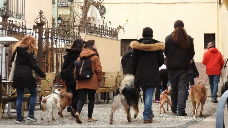 Granada: Guided Realejo Tour with Pets - An In-Depth Look at Granada’s Realejo Guided Tour