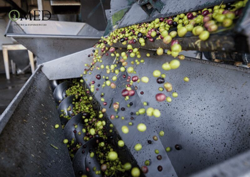 Granada in EVOO: Authentic guided tour, tasting and tapas - FAQ