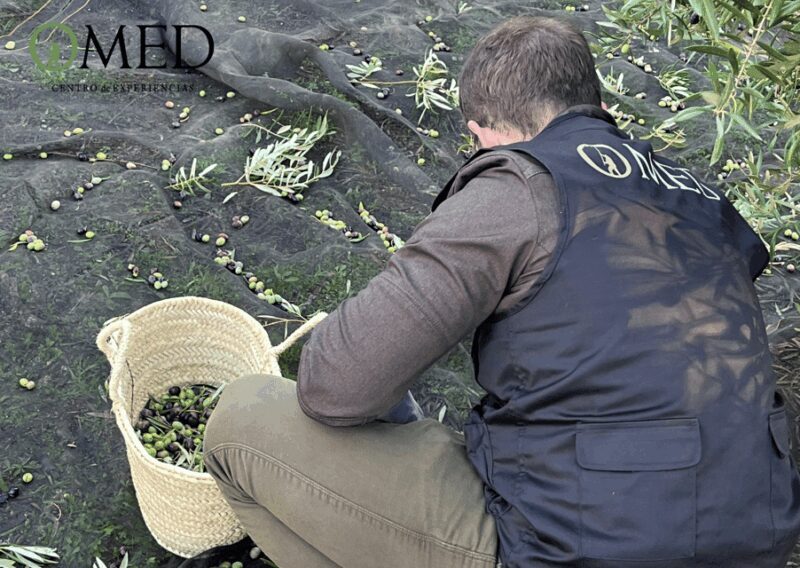 Granada in EVOO: Become a real olive harvester for a day - Key Points