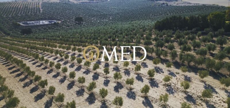 Granada in EVOO: Become a real olive harvester for a day - The Experience Overview