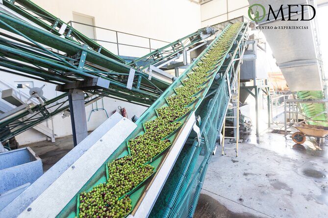 Granada in EVOO: Guided tour and unique sensorial tasting - Authentic Insights from Reviewers