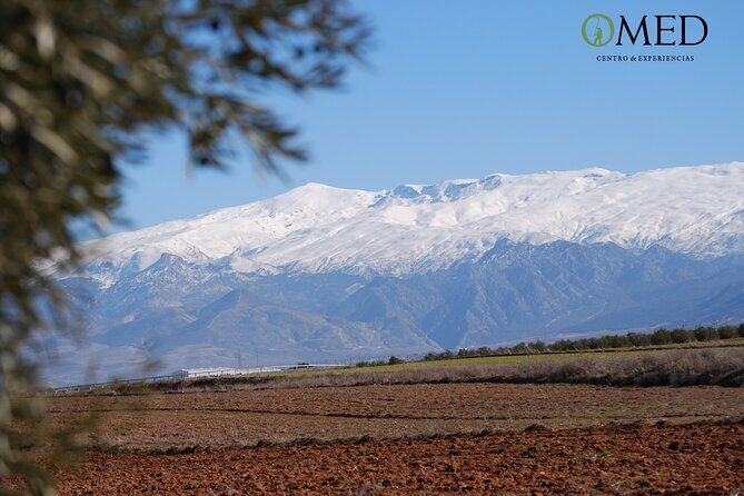 Granada in EVOO: Guided tour and unique sensorial tasting - Who Should Consider This Tour?