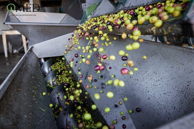 Granada in EVOO: Guided tour and unique sensorial tasting - The Sum Up: The Perfect Blend of Education, Taste, and Scenic Beauty