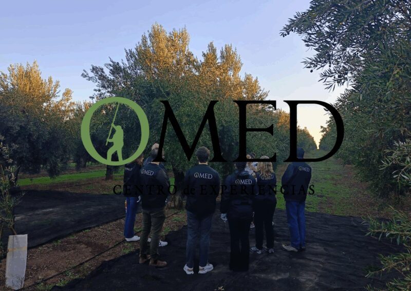 Granada in EVOO: Olive grove guided tour and sensory tasting - Walking Among Olive Trees