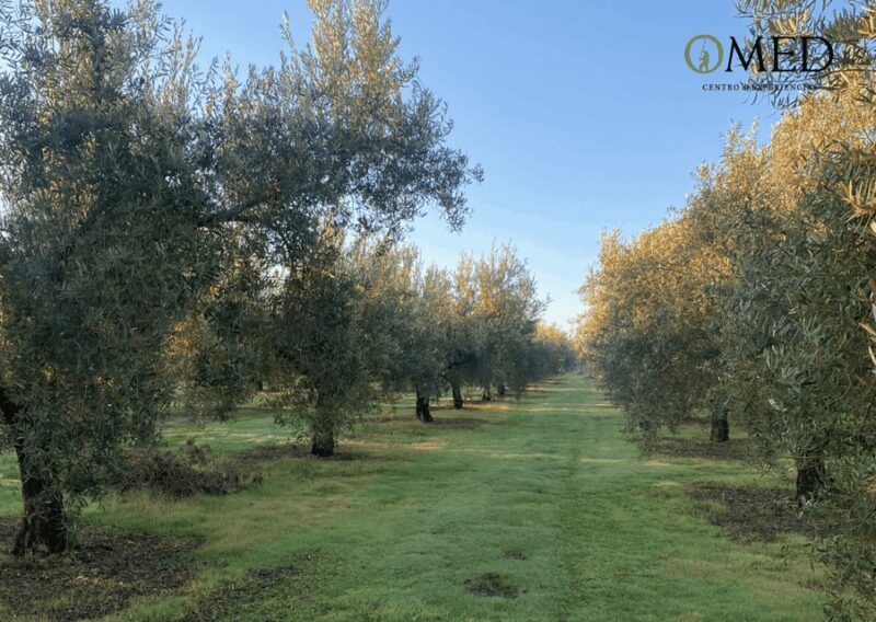 Granada in EVOO: Olive grove guided tour and sensory tasting - Tasting Session: A Flavorful Finale
