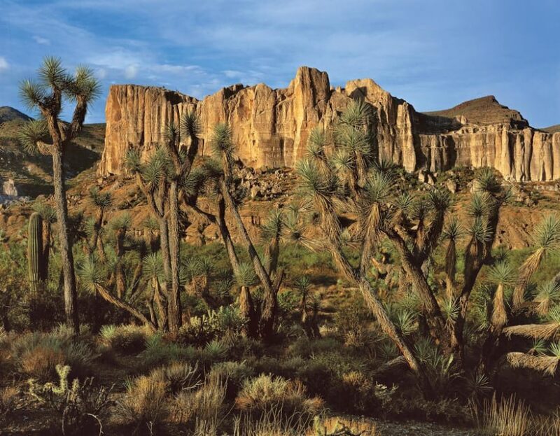 Grand Canyon Hoover Dam and Joshua Tree VIP Small Group Tour - Final Thoughts