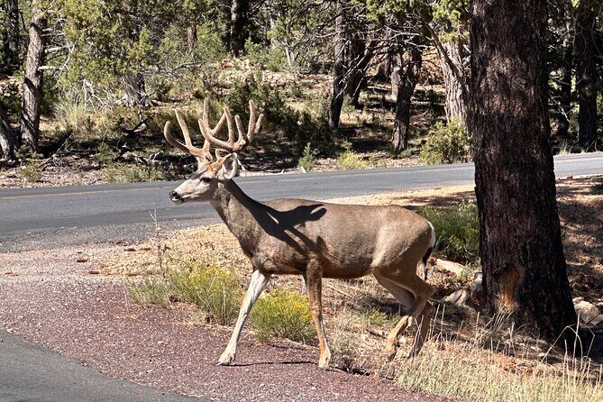 Grand Canyon Luxury Car Tour Experience - Final Thoughts