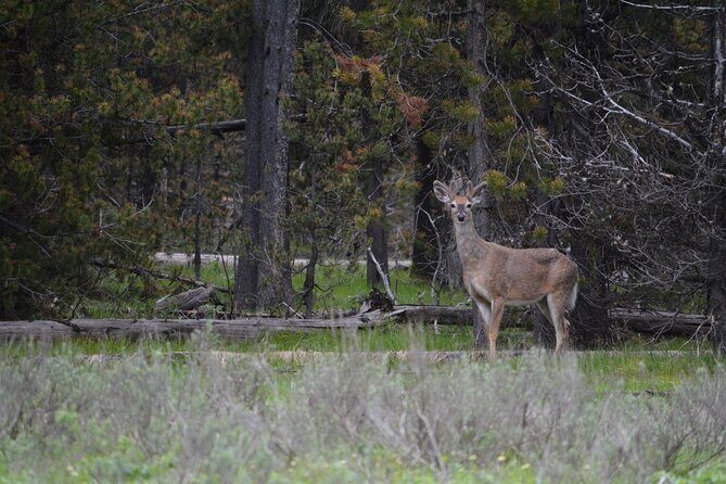 Grand Canyon of Yellowstone Hiking Adventure Full Day with Lunch - Key Points