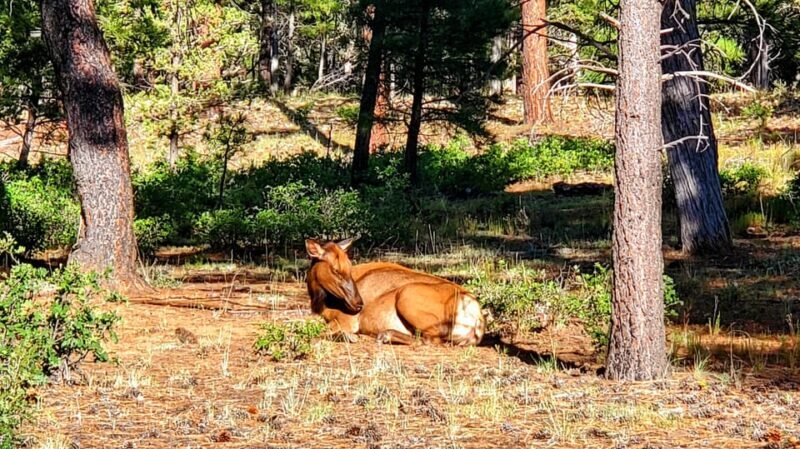 Grand Canyon South Rim Sunset Tour with Dinner included - The Experience in Detail