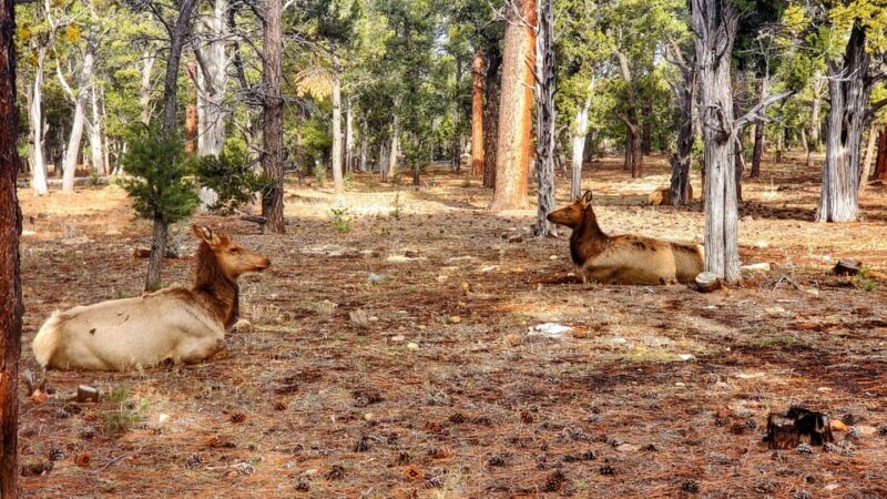 Grand Canyon South Rim Sunset Tour with Dinner included - Who Is This Tour Best For?