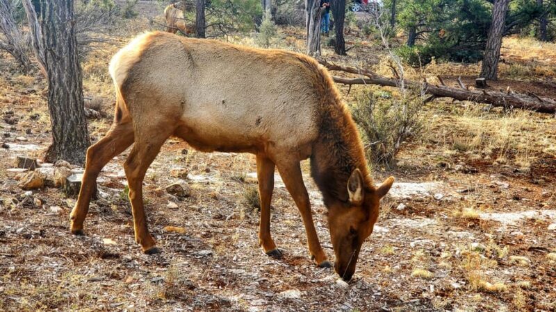 Grand Canyon South Rim Tour with Lunch included - FAQ