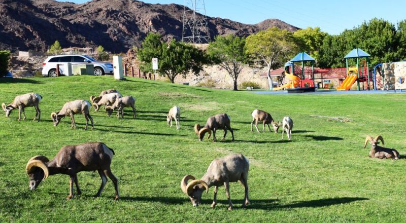 Grand Canyon West & Hoover Dam Combo Tour - FAQ