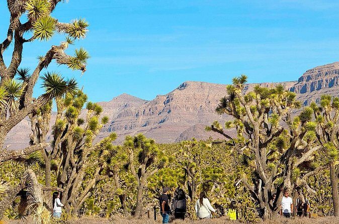 Grand Canyon West Skywalk Hoover Dam Ghost Town Day Tour - Who Will Love This Tour?