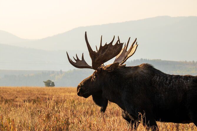 Grand Teton Full Day Private Tour - The Allure of a Private Guided Tour in Grand Teton