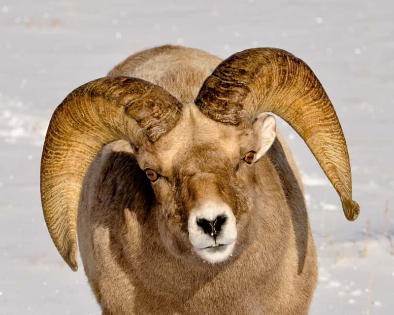 Grand Teton National Park: 8-Hour Willdlife & Snowshoe Tour - An Authentic Winter Encounter in Grand Teton