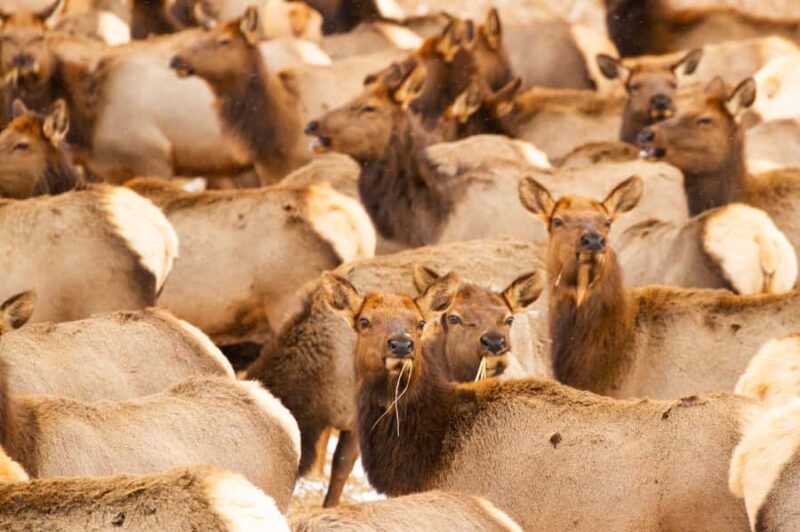 Grand Teton National Park: 8-Hour Willdlife & Snowshoe Tour - Why This Tour Works Well