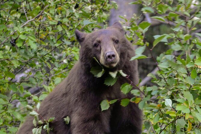 Grand Teton National Park Private Full Day Tour - Detailed Review of the Grand Teton Private Full-Day Tour