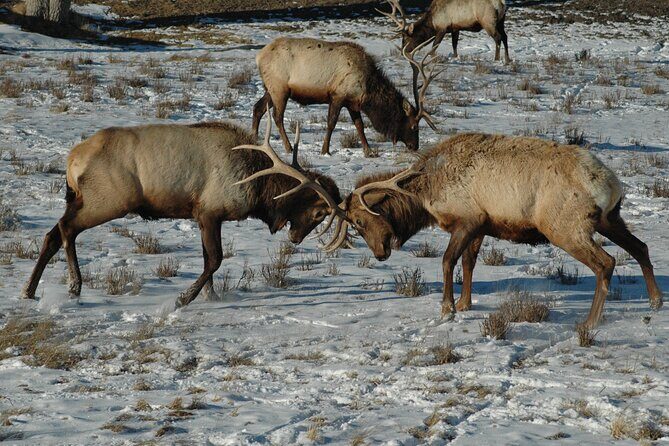 Grand Teton National Park Private Full Day Tour - The Sum Up