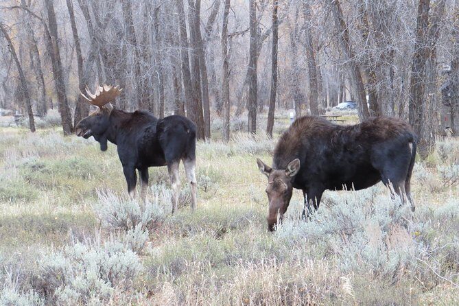 Grand Teton National Park - PRIVATE Sunrise Tour from Jackson Hole - Final Thoughts