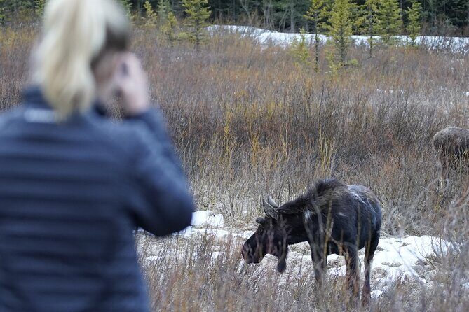 Grand Teton National Park Private Wildlife Safari - Full Day - A Detailed Look at the Itinerary