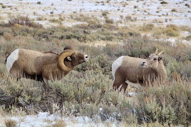 Grand Teton National Park Private Wildlife Safari - Full Day - What the Tour Offers