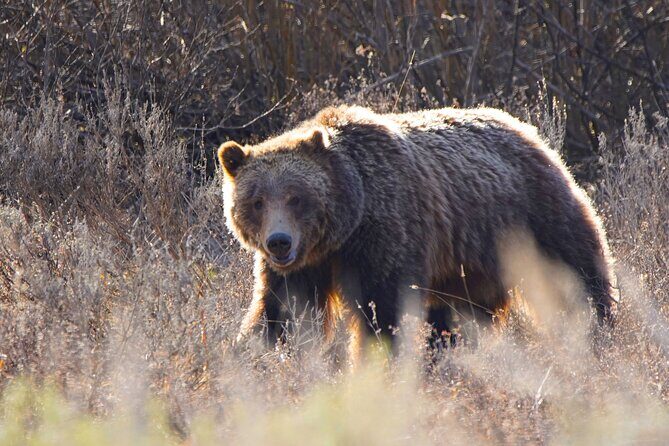 Grand Teton National Park Private Wildlife Safari - Full Day - Transport and Physical Considerations