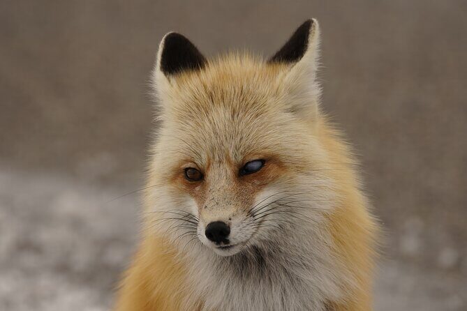 Grand Teton National Park Private Wildlife Safari - Full Day - Authentic Feedback from Travelers