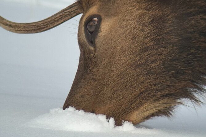 Grand Teton National Park Private Wildlife Safari - Full Day - Who Should Consider This Tour?