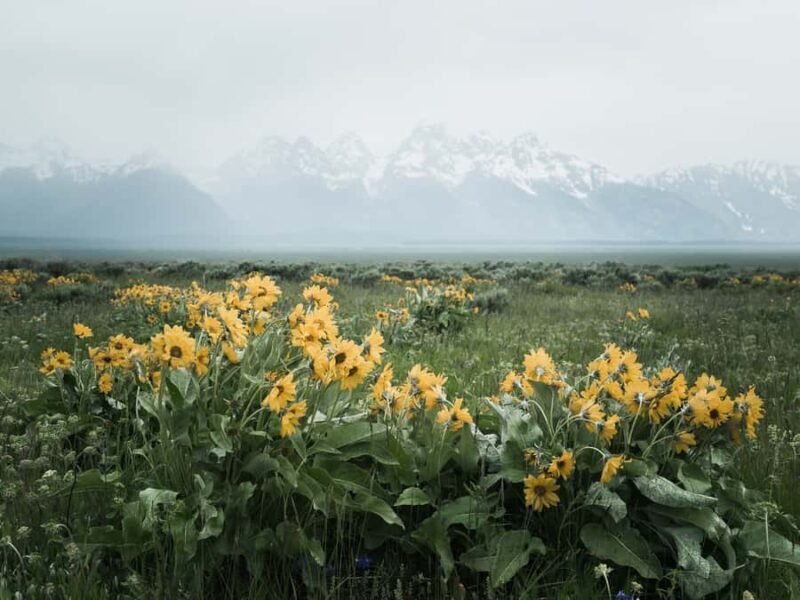 Grand Teton National Park: Professional Portrait Photoshoot - Who Would Love This Experience?
