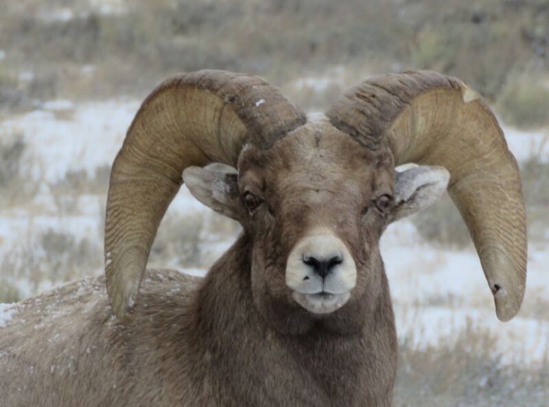 Grand Teton National Park: Wildlife Tour and Sleigh Ride - Final Thoughts and Who This Tour Suits Best