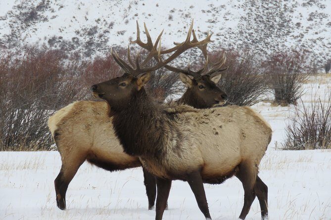 Grand Teton Park & Jackson Hole - PRIVATE Morning Wildlife Tour - Practical Tips for Your Wildlife Adventure